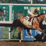 Haskell Saddle Towels
